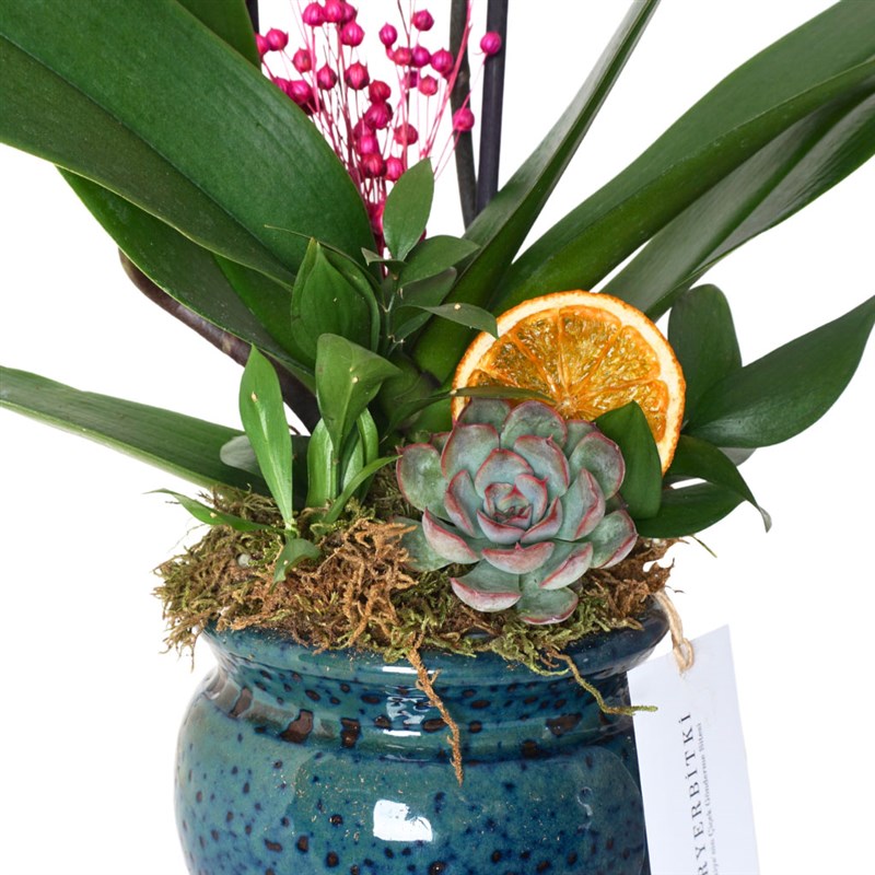 Premium Coral (Fire Orchid Arrangement in Ceramic Vase)