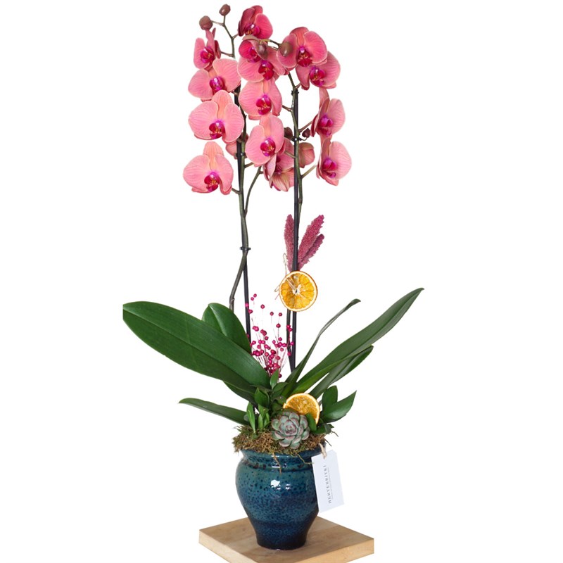 Premium Coral (Fire Orchid Arrangement in Ceramic Vase)