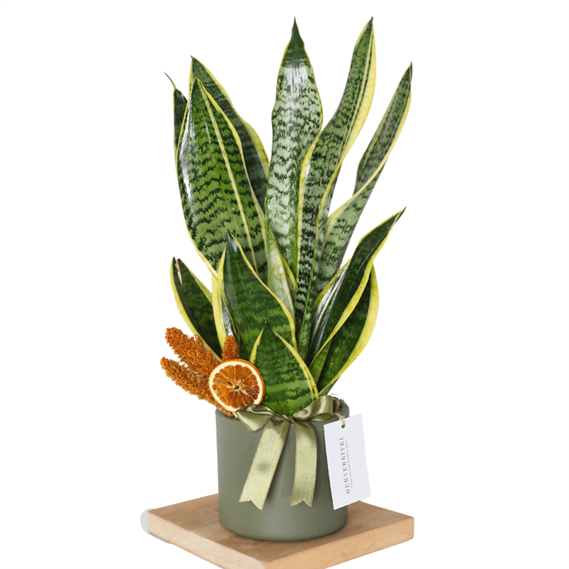 Paşa Kılıcı - Black Gold, Havayı Temizleyen Bitki (Sansevieria)