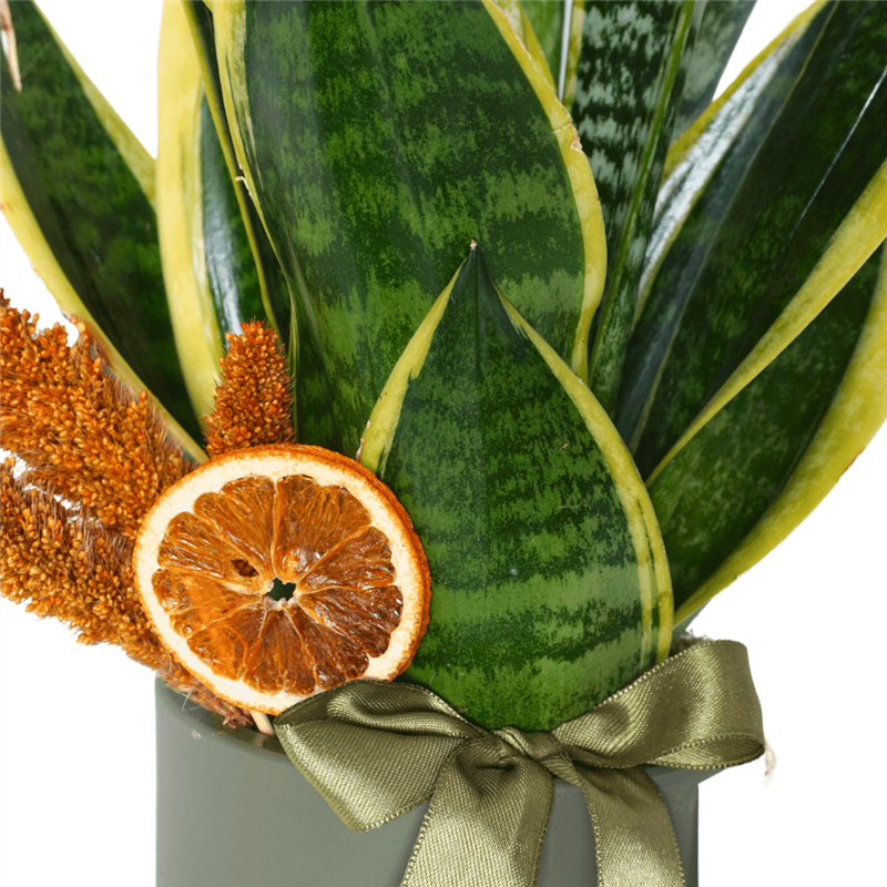 Paşa Kılıcı - Black Gold, Havayı Temizleyen Bitki (Sansevieria)