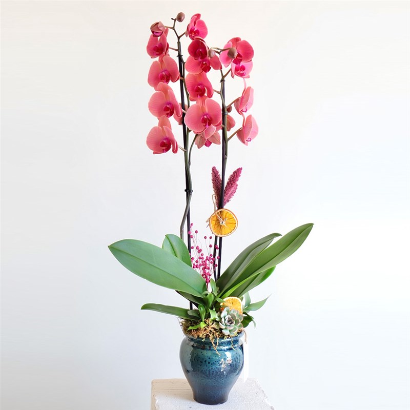 Premium Coral (Fire Orchid Arrangement in Ceramic Vase)