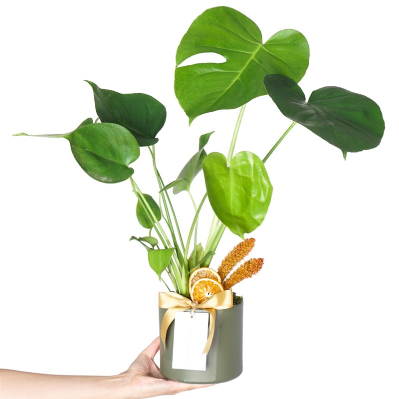 Monstera Gift - Heryerbitki