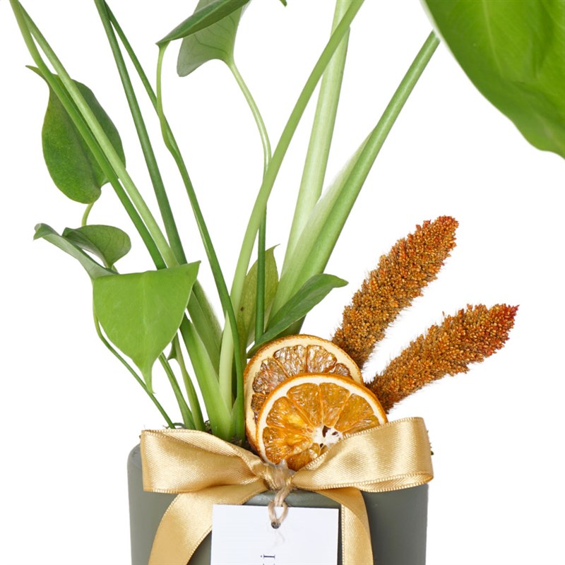 Monstera Gift (Saksılı Hediye Deve Tabanı)
