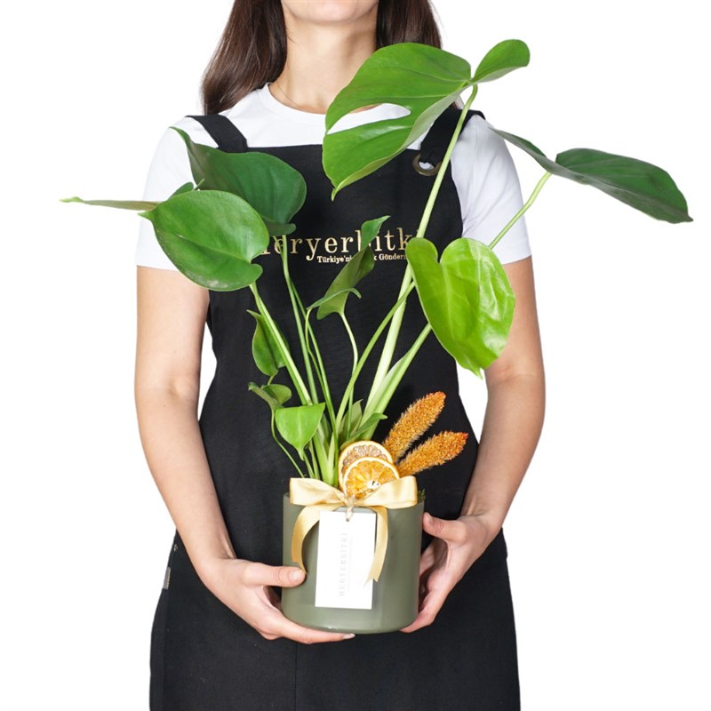 Monstera Gift (Saksılı Hediye Deve Tabanı)