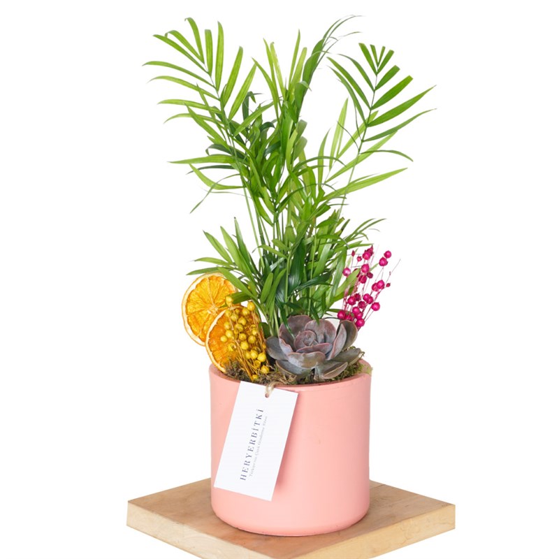 Jungle Love (Shamador Palm Plant Arrangement)