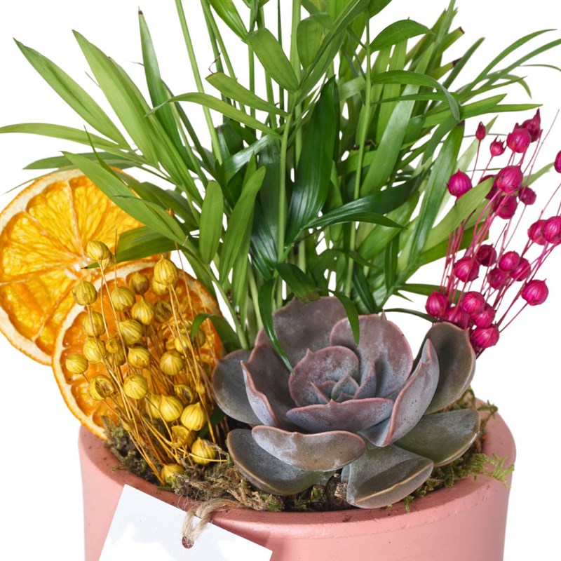 Jungle Love (Shamador Palm Plant Arrangement)