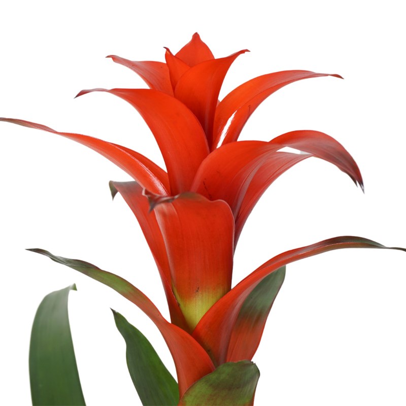Guzmania Gift