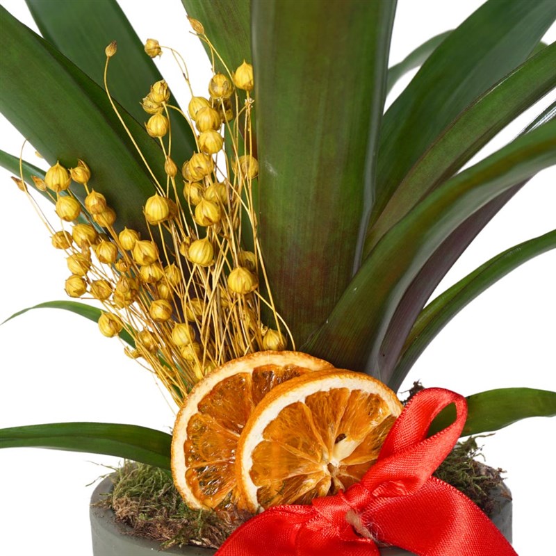 Guzmania Gift
