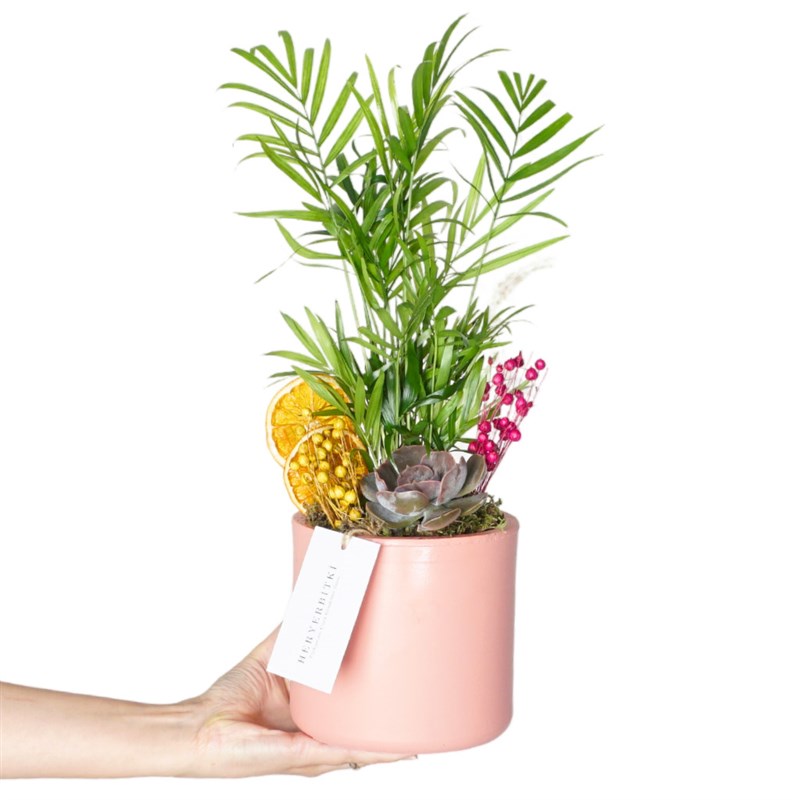 Jungle Love (Shamador Palm Plant Arrangement)