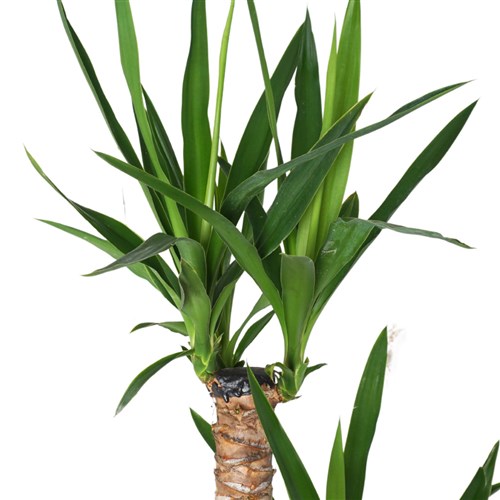 Yucca Gift (2 Gövdeli Yuka Çiçeği)