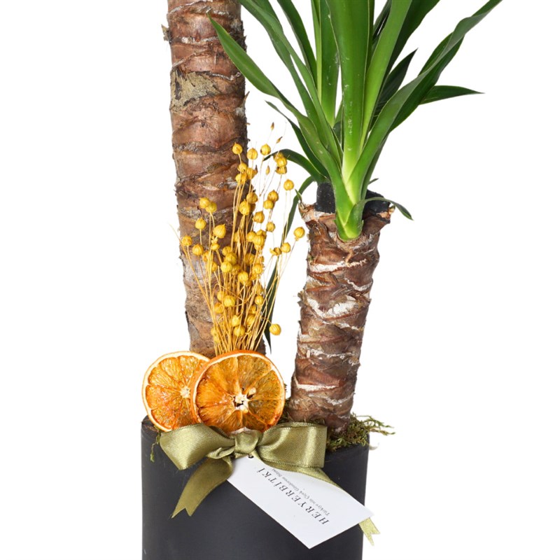 Yucca Gift (2 Gövdeli Yuka Çiçeği)