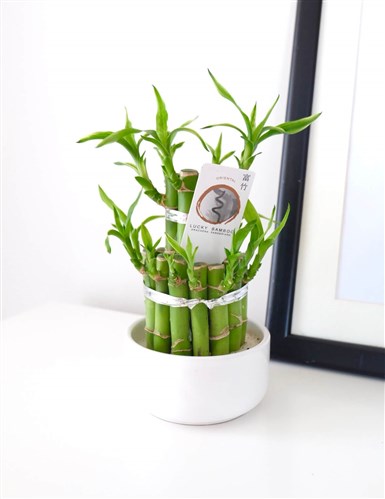 Şans Bambusu Aranjmanı (Lucky Bamboo)