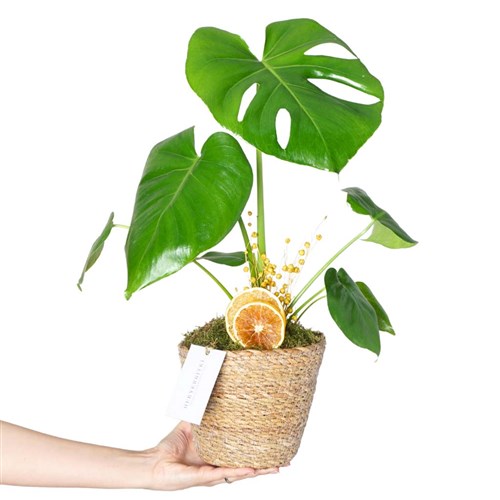 Monstera Basket (Sepette Deve Tabanı Bitkisi)