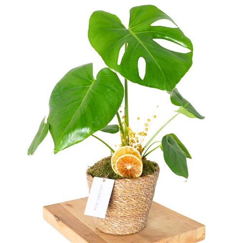 Monstera Basket (Sepette Deve Tabanı Bitkisi)