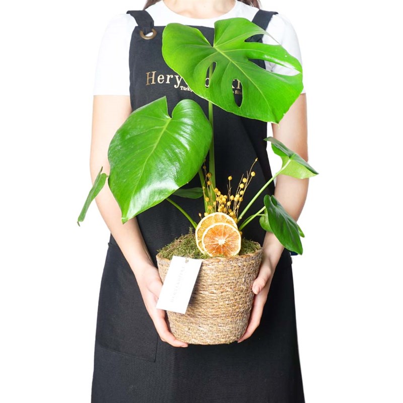 Monstera Basket (Sepette Deve Tabanı Bitkisi)