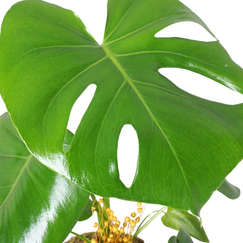 Monstera Basket (Sepette Deve Tabanı Bitkisi)