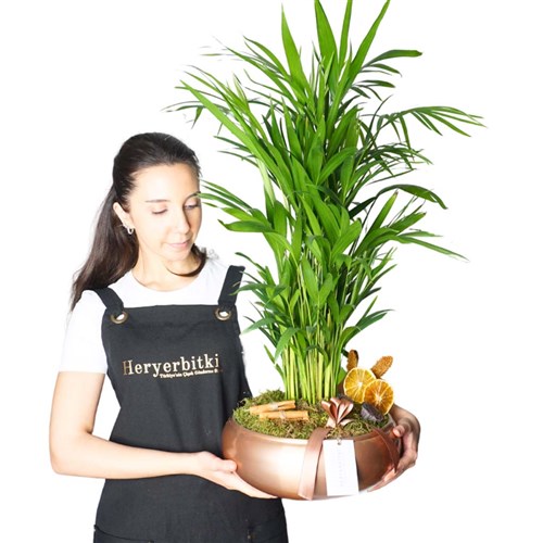 Premium Palm Gift (Areka Palmiyesi Tasarımı)