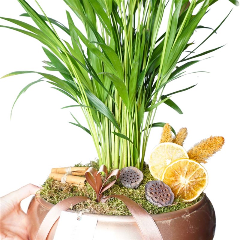 Premium Palm Gift (Areca Palm Design)