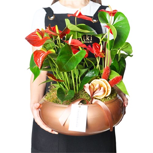 Premium Anthurium (Kırmızı Antoryum Bahçesi Tasarımı)