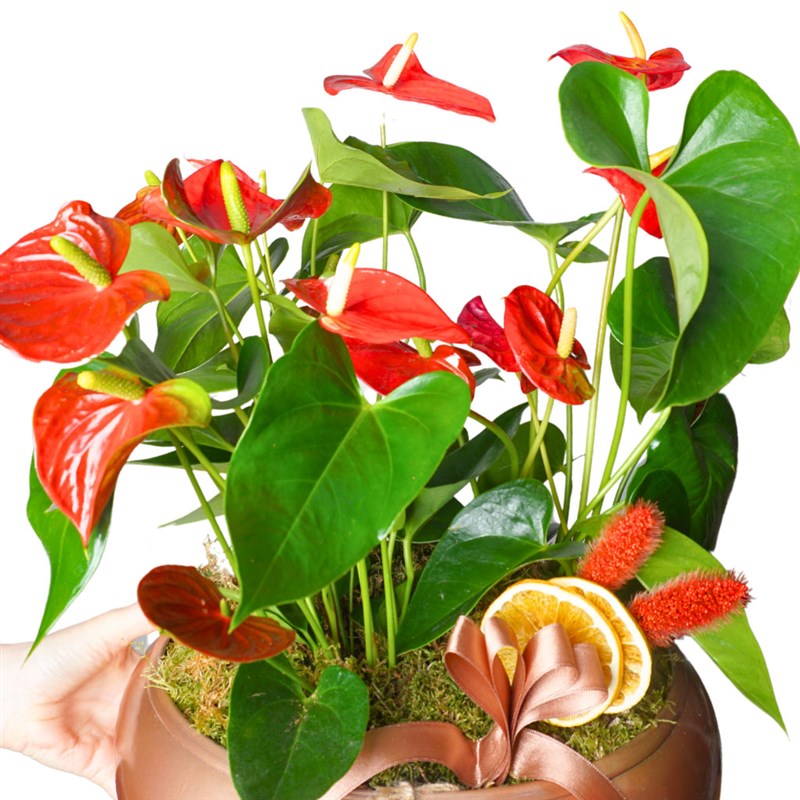 Premium Anthurium (Kırmızı Antoryum Bahçesi Tasarımı)