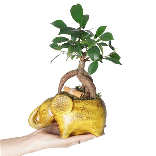 Şans Fili Bonsai Tasarımı (Lucky Charm)