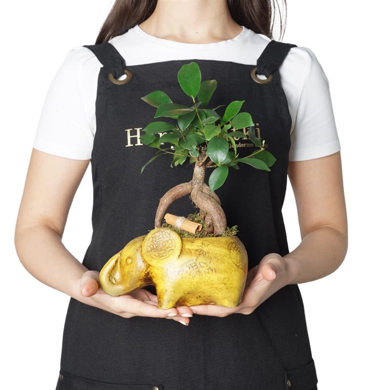 Şans Fili Bonsai Tasarımı (Lucky Charm)