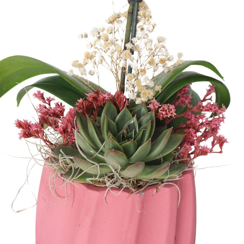 Purple Orchid Gift (Mor Orkide Aranjmanı)
