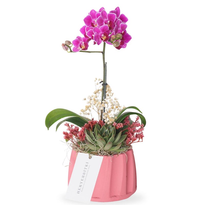 Purple Orchid Gift (Mor Orkide Aranjmanı)