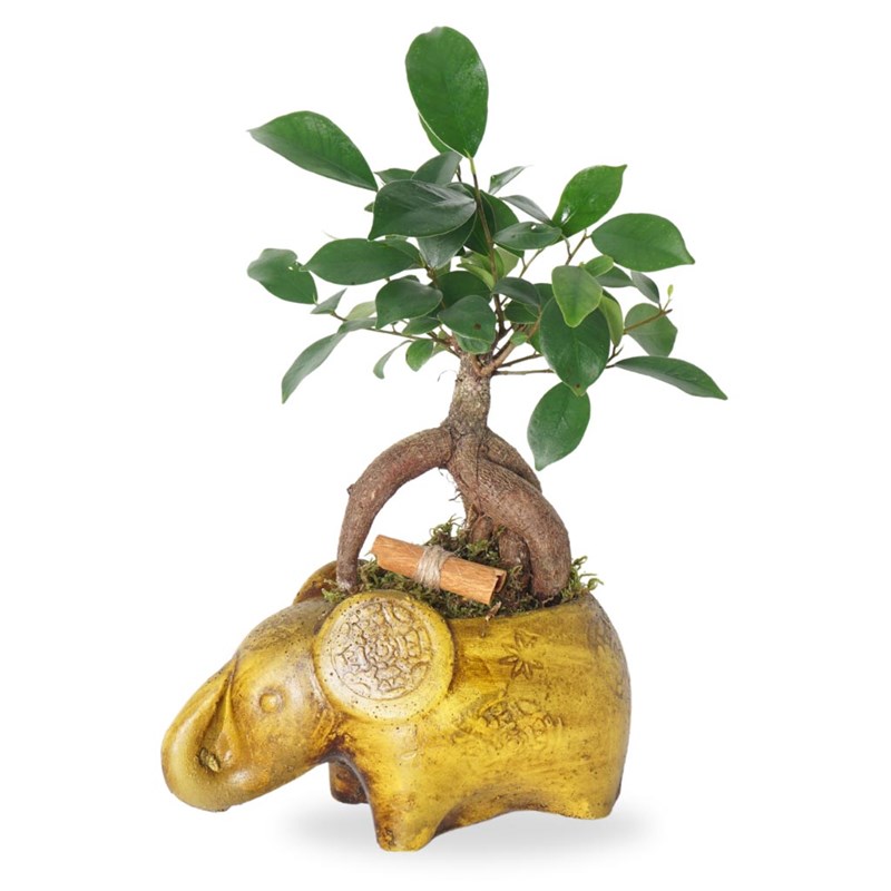 Lucky Charm (Lucky Elephant Bonsai Design)