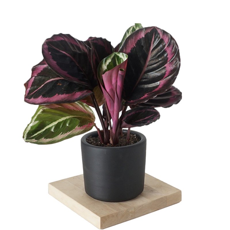 Calathea Surprise Star (Dua Çiçeği)