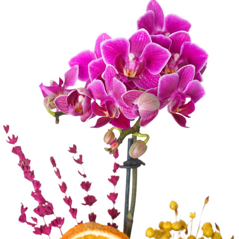 Energy Violet Orchid
