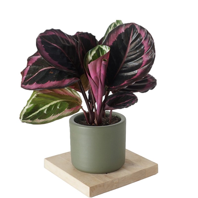 Calathea Surprise Star (Dua Çiçeği)