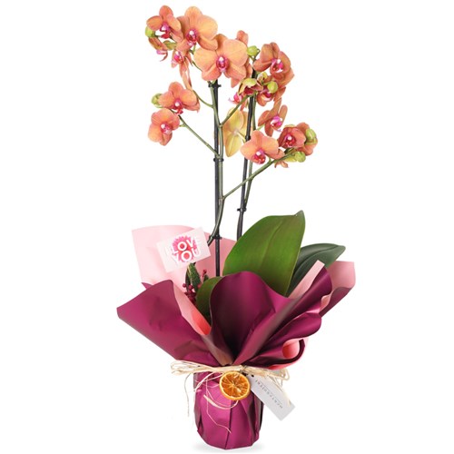 Ateş Orkide Aranjmanı (Coral Orchid Gift)