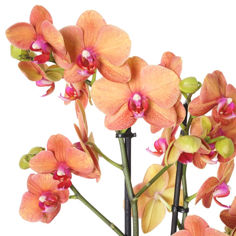 Coral Orchid Gift (Fire Orchid Arrangement)