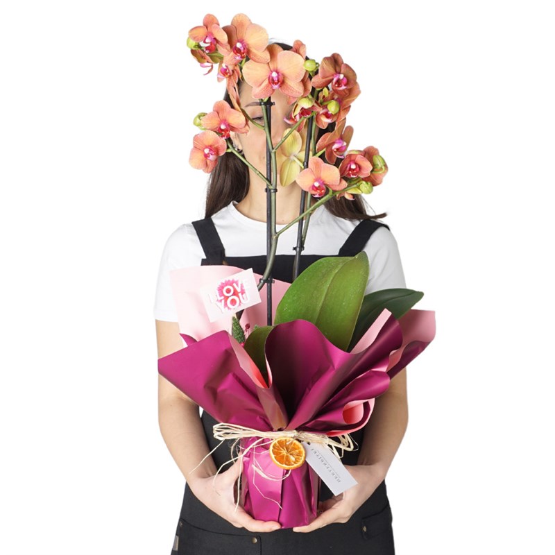 Coral Orchid Gift (Fire Orchid Arrangement)