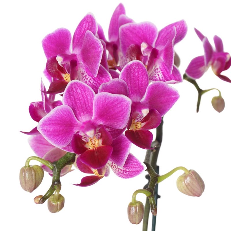 Honey Orchid Roses (Pink Roses and Purple Orchid Arrangement)