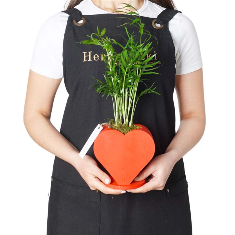 Growing Heart (Kalp Saksıda Palmiye Aranjmanı)
