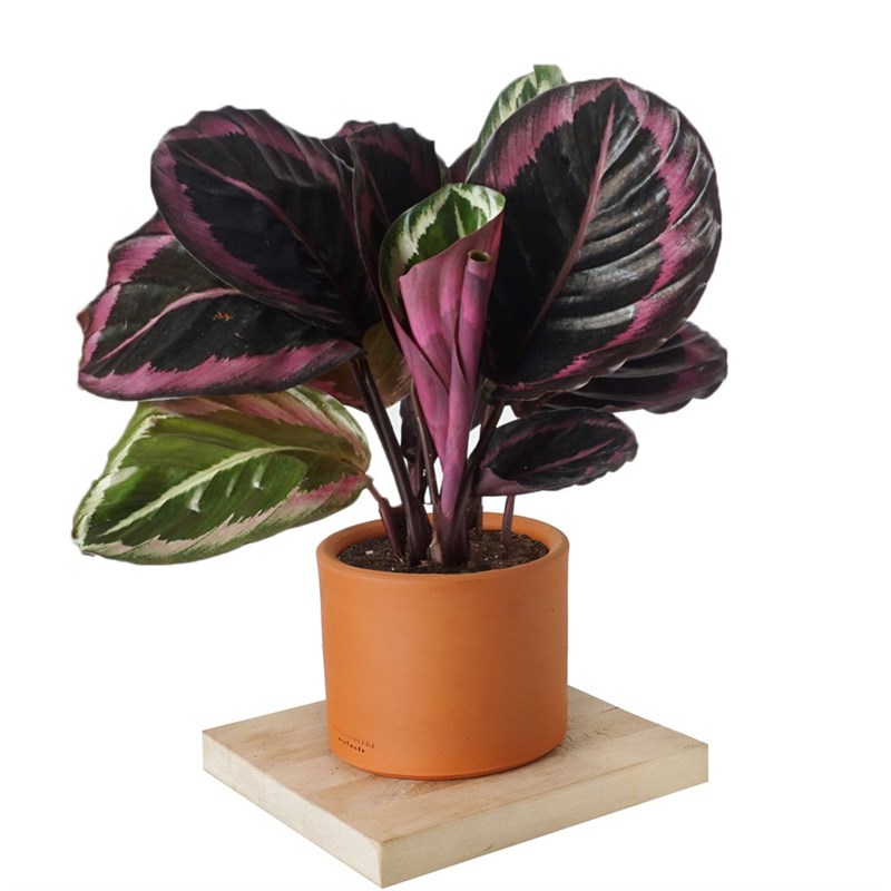 Calathea Surprise Star (Dua Çiçeği)