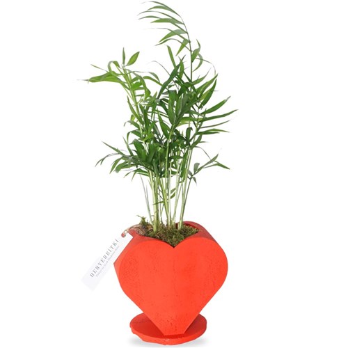 Growing Heart (Kalp Saksıda Palmiye Aranjmanı)