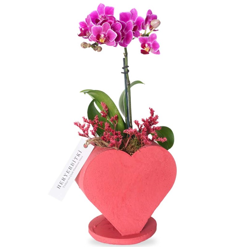 Love of My Life (Kalp Saksıda Mor Orkide Tasarımı)