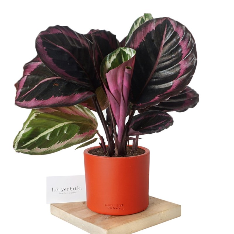 Calathea Surprise Star (Dua Çiçeği)
