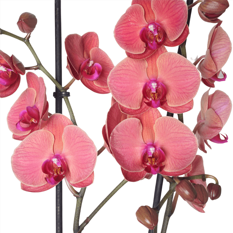 Ateş Orkide Aranjmanı - 2 Dallı (Magenta Coral)