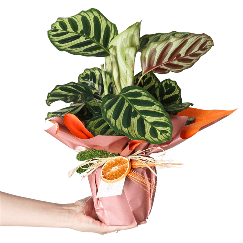 Calathea Makoyana Gift (Hediye Dua Çiçeği)