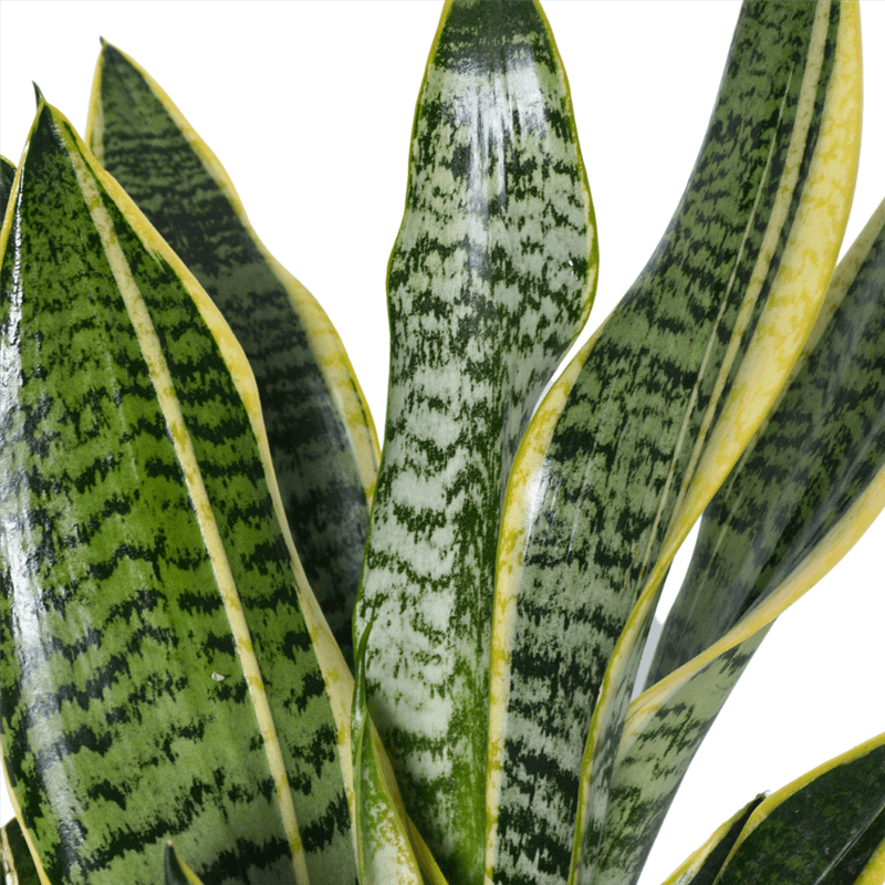 Paşa Kılıcı - Black Gold, Havayı Temizleyen Bitki (Sansevieria)