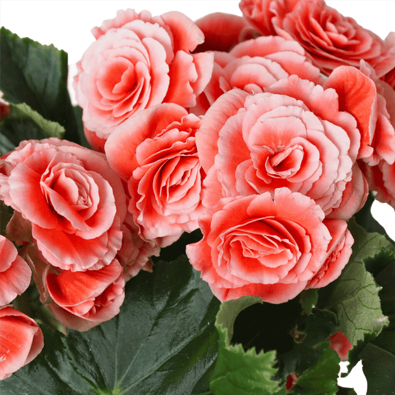 Pink Begonia (Begonia in a Pink Pot)