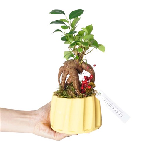 Bonsai Aranjmanı - Sarı Saksıda (Harmony Gift)
