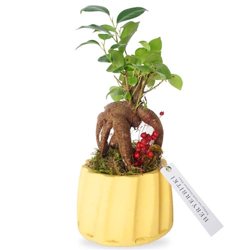 Bonsai Aranjmanı - Sarı Saksıda (Harmony Gift)