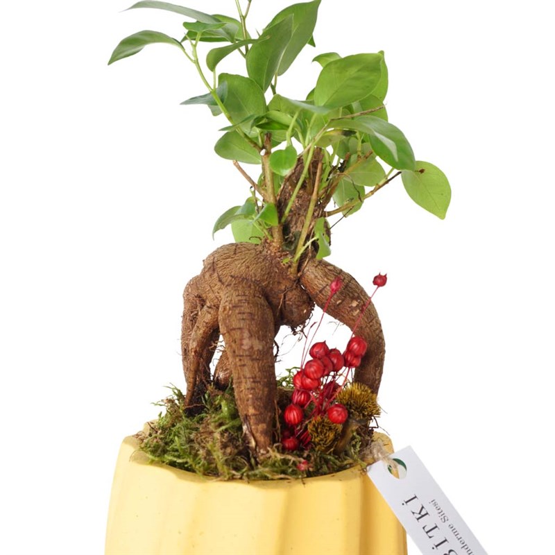 Bonsai Aranjmanı - Heryerbitki