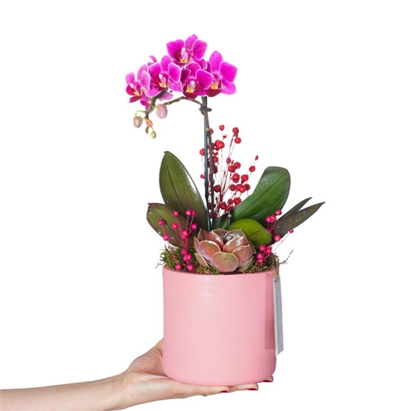 Candy Purple Orchid Gift (Purple Orchid Arrangement)