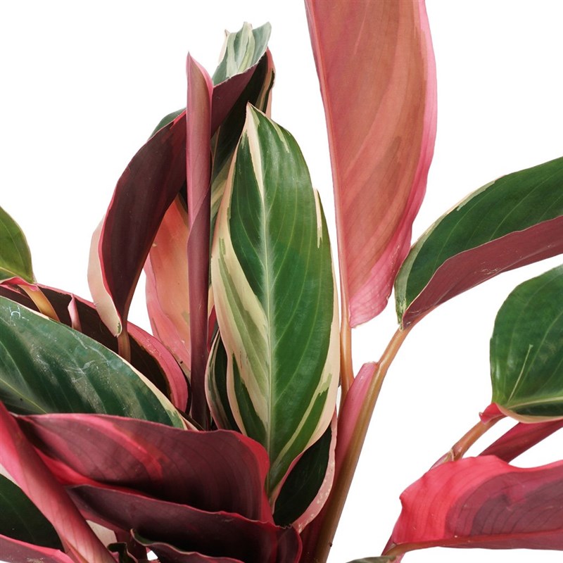 Calathea Triostar (Dua Çiçeği)